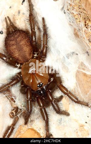 Ragno tunnelweb non identificato (Porrothele sp.?) Foto Stock