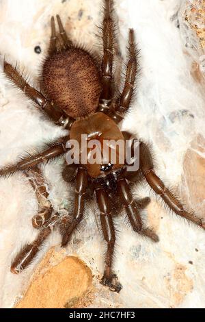 Ragno tunnelweb non identificato (Porrothele sp.?) Foto Stock