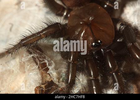 Ragno tunnelweb non identificato (Porrothele sp.?) Foto Stock