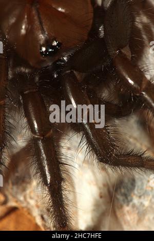 Ragno tunnelweb non identificato (Porrothele sp.?) Foto Stock