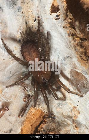 Ragno tunnelweb non identificato (Porrothele sp.?) Foto Stock