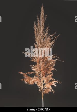 Canna comune asciutta, su sfondo nero. Canne costiere su sfondo scuro Foto Stock