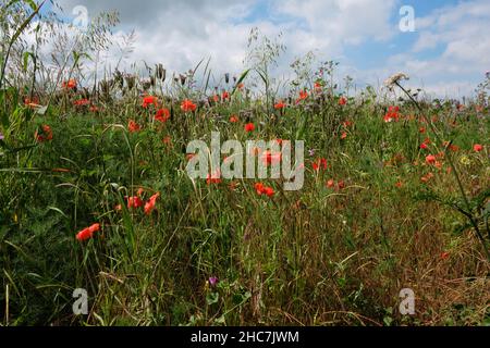 Fiori di hedgerow inglesi Foto Stock