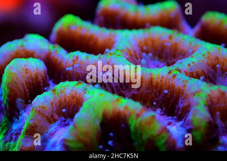 Maze Brain LPS Coral - Platygyra sp. Foto Stock