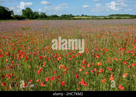 Papavero e prato di fiori selvatici Foto Stock