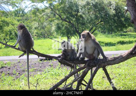 monkey chiacchierando con la sua famiglia carina e viziata nella savana del Parco Nazionale Balurano, Situbondo, Giava Orientale Foto Stock