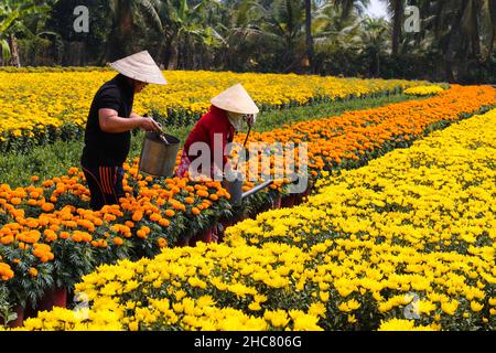 Raccolta di fiori in fiore villaggio, Delta del Mekong, Vietnam durante le vacanze Tet Foto Stock