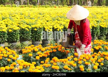 Raccolta di fiori in fiore villaggio, Delta del Mekong, Vietnam durante le vacanze Tet Foto Stock