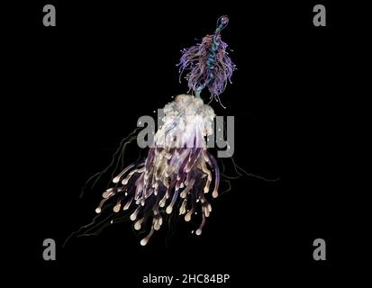 Volo spaghetti mostro, Bathyphyphya conifera in alto mare Foto Stock