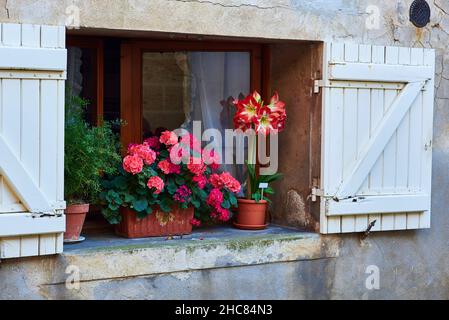 Finestra con persiane di legno dipinte di bianco e graziosi fiori in vaso Foto Stock