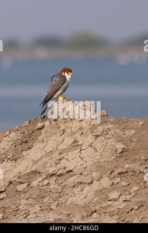 Falcon a collo rosso (Falco Chicquera) seduto su terra asciutta vicino ad un corpo idrico - piccolo Rann di Kutch, Gujarat, India Foto Stock