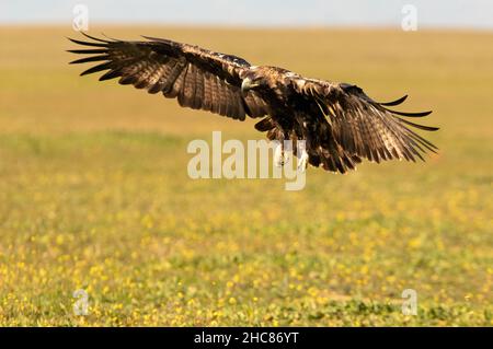 Aquila imperiale spagnola di cinque anni che vola alla prima luce del giorno Foto Stock