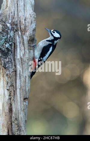 Femmina Grande picchio sul tronco di una quercia con l'ultima luce del giorno Foto Stock