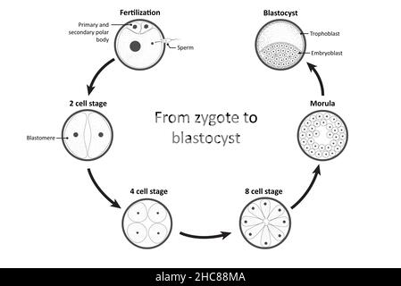 Diagramma che mostra il processo semplificato di fecondazione e sviluppo da zigote a blastocisti (enfasi sulla totipotenza) Foto Stock