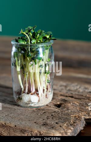 Coltivazione di microgreen. Vasetti di vetro con germogli di erba medica, ravanelli, lattuga, cavolo su un piedistallo di legno. Semi germinanti per alimenti vegani eco. Giardinaggio domestico. Concetto organico. Fattoria urbana. Microgreens. Foto Stock