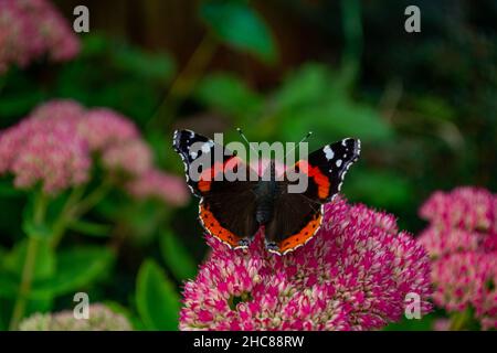 Butterfly Ammiraglio Rosso (Vanessa atalanta) che riposa sulla fioritura di Stonecrop (Sedum Telephium 'Imperatore Viola') Foto Stock