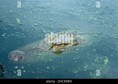 Singolo alligatore americano nuoto verso preda, primo piano di testa e occhi. Foto Stock