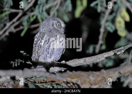 Arabian Scops-owl (Otus pamelae) adulto arroccato sul ramo di notte Oman sud Dicembre Foto Stock