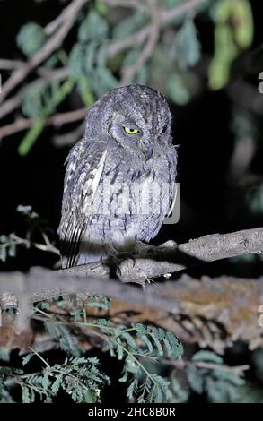 Arabian Scops-owl (Otus pamelae) adulto arroccato sul ramo di notte Oman sud Dicembre Foto Stock