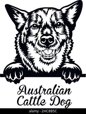 Australian Cattle Dog - testa isolata su bianco - vettore stock Illustrazione Vettoriale