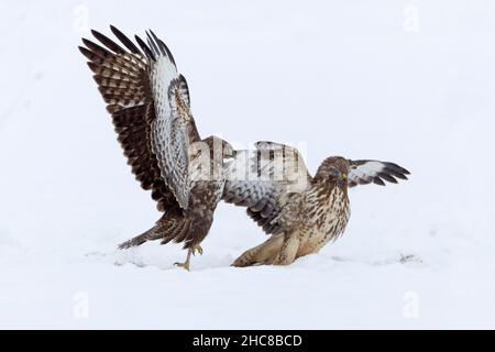 Buzzard comune, (Buteo buteo), due combattimenti su carrione, su campo nevoso, in inverno, in bassa Sassonia, Germania Foto Stock