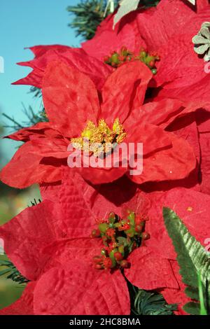 Decorazioni natalizie floreali di colore rosso brillante che decorano un pino durante le vacanze come un gesto allegro. Foto Stock