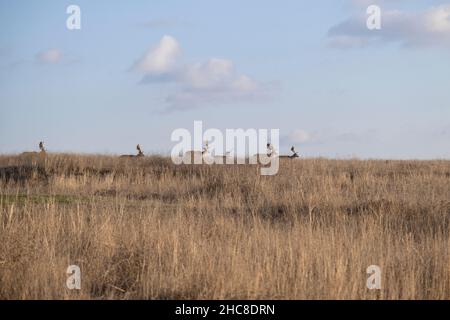 Mandria di cervi europei attraversa la steppa Foto Stock