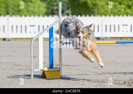 Il pastore australiano salta sopra un ostacolo di agilità su un corso di agilità del cane Foto Stock