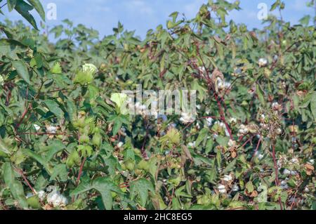 Pianta di cotone con fiori e cotone. Fotografato in Israele nel mese di settembre Foto Stock