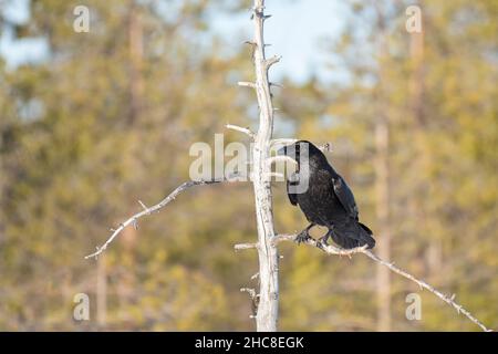 Bel corvo (Corvus corax) seduto su un ramo di albero secco Foto Stock