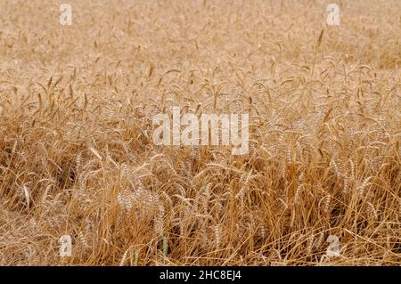 Mature, Golden gli steli di grano in un campo prima del raccolto Foto Stock
