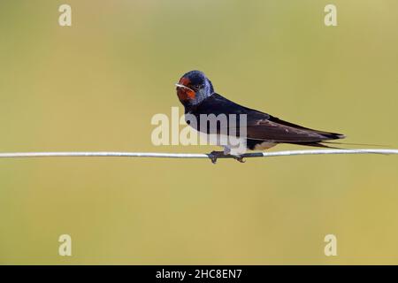 Un adulto Barn Swallow (Hirundo rustica) arroccato in Suffolk, Regno Unito, in estate Foto Stock