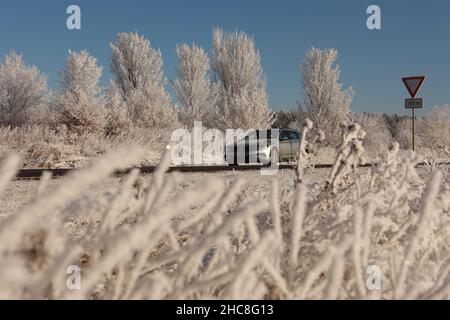 26 dicembre 2021, Sassonia-Anhalt, Blankenburg: Forma di hoarfrost su cespugli e alberi. Le temperature fredde intorno a meno 10 gradi permettono che le gocce più fini dell'acqua congelino a ghiaccio. In gran parte del Harz, questo ha creato un paesaggio invernale. Foto: Mathias Bein/dpa-Zentralbild/ZB Foto Stock