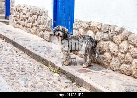 Soffice cane randagio sulla strada a San Blas, Cusco, Valle Sacra, Perù Foto Stock