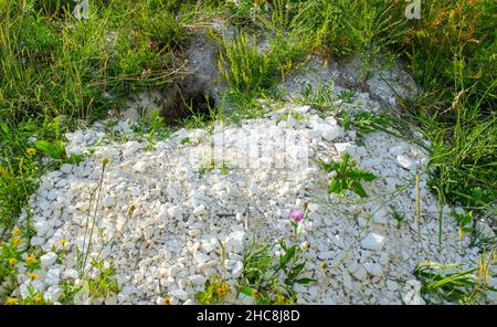 Sbavatura di Groundhog in vivo. Marmota bobak's Burrow in gesso montagne tra l'erba. Burrow sulla collina Foto Stock