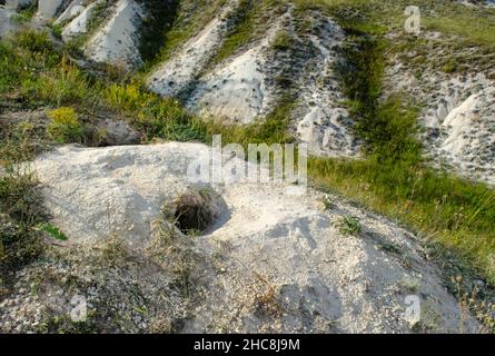 Sbavatura di Groundhog in vivo. Marmota bobak's Burrow in gesso montagne tra l'erba. Burrow sulla collina Foto Stock