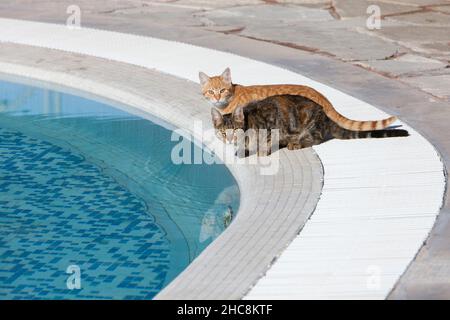 Gatti domestici, due bevande dalla piscina dell'hotel, isola di Cipro, Mediterraneo orientale Foto Stock