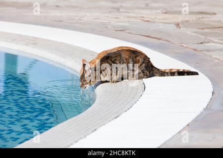 Gatti domestici, due bevande dalla piscina dell'hotel, isola di Cipro, Mediterraneo orientale Foto Stock