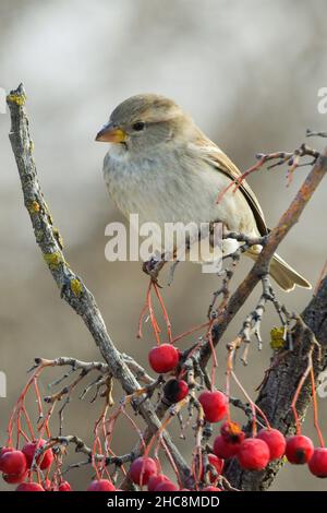 Uccelli in libertà e nel loro ambiente. Foto Stock