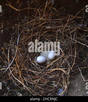 Due uova di piccione Rock dove nel nido/nido di uccello/Ahmedabad Foto Stock