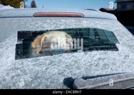 Gita invernale su strada con cane. Labrador Retriever guardando attraverso la finestra dell'auto durante la giornata gelida. Foto Stock