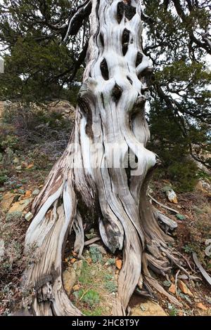 Pino nero, (Pinus nigra subsp. Pallasiana) antico stelo di albero, nella zona montana di Troodos, endemica di Cipro, Mediterraneo orientale Foto Stock