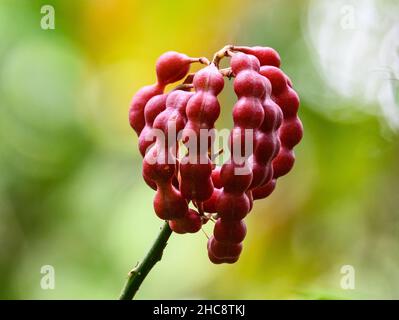 Baccelli di semi rossi brillanti di Erythrina, o albero di corallo. Costa Rica. Foto Stock