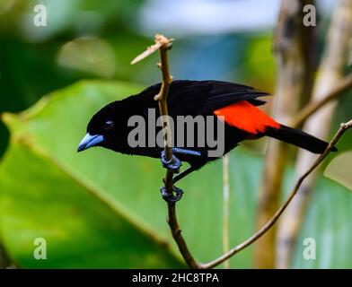 Un Tanager maschile, frugato da scarlatto (Ramphocelus passerinii) arroccato su un ramo. Costa Rica. Foto Stock