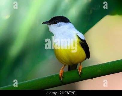 Un Manakin (Manacus candei) maschio con colletto bianco arroccato su un ramo. Costa Rica. Foto Stock