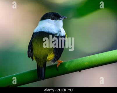 Un Manakin (Manacus candei) maschio con colletto bianco arroccato su un ramo. Costa Rica. Foto Stock