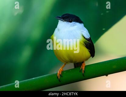 Un Manakin (Manacus candei) maschio con colletto bianco arroccato su un ramo. Costa Rica. Foto Stock