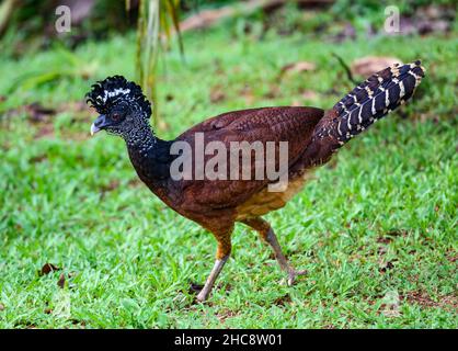 Una femmina grande Curassow (Crax rubra) foraging a terra. Costa Rica. Foto Stock