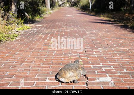 Una tartaruga gopher che cammina tra le rovine di Fort Dade a Egmont Key a San Pietroburgo, Florida. Foto Stock