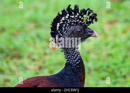 Primo piano di una femmina Grande Curassow (Crax rubra) foraging a terra. Costa Rica. Foto Stock